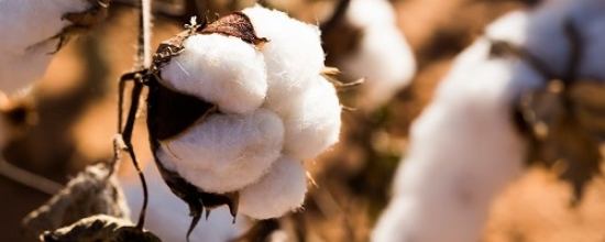 Patagonia cotton