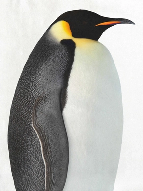 2---A4_sample_pinguin placement WEB