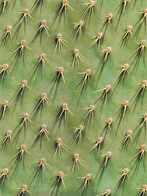 5---cozy-cactus-jurkje-dames-snurk-2