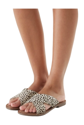 75.323-dalmatian4_2000x2000-_no-bg