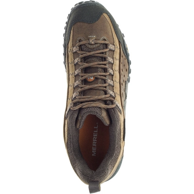 6---intercept--moth-brown_2785_4