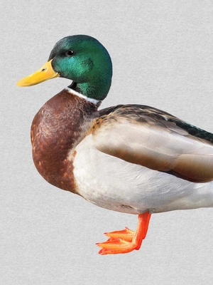 6---FW24_Fabric_quack__placement
