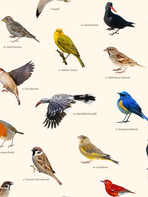4---A4_sample_bird_watching