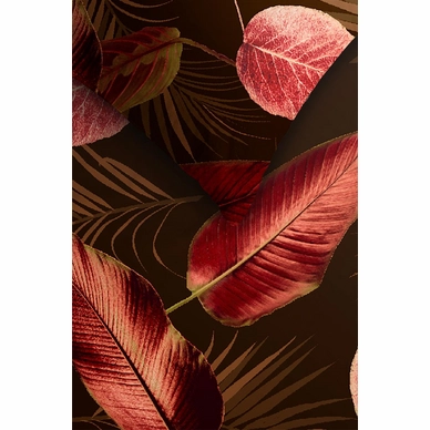 3---Cordyline_Red_NL_UV_200x200-220_40