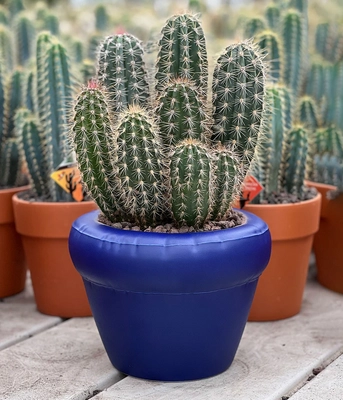 Home-Studyo-tableware-planter-indigo-1200x1400px-2