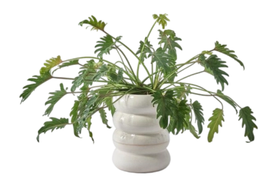 Plantpot-chubby-white_03_view-_no-bg