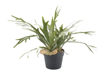 Kunstplant By-Boo Staghorn fern