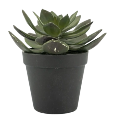 Kunstplant By-Boo Succulent Echeveria 2