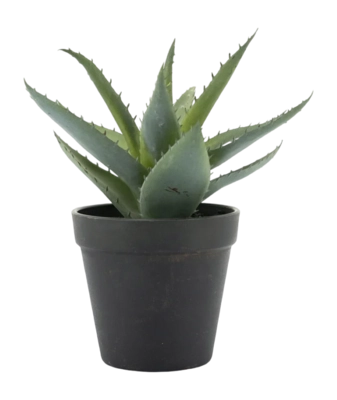 Artificial Plant By-Boo Agave - Small