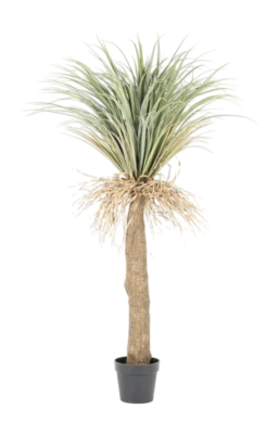 Plante Décorative By-Boo Wild Yucca Tree - Small