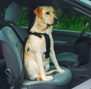 Veiligheidsharnas Beeztees Wandelen en Auto