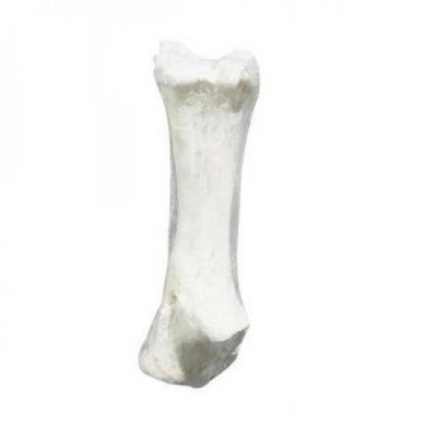 Calciumbeen Competition