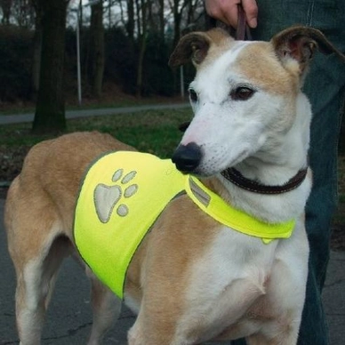 Veiligheidsvest Voor Hond Beeztees