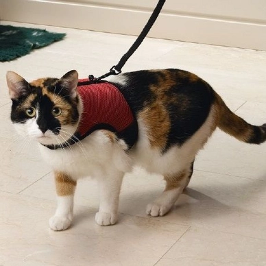 Loopharnas Kat Beeztees Comfort