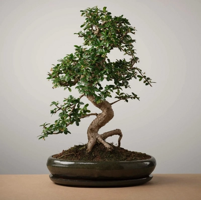 Bonsai of Otaku