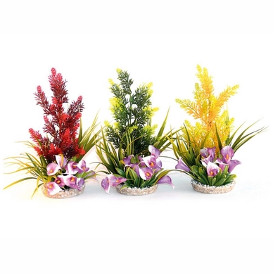Aquariumplant Coloured Plants Paradise Rosewood