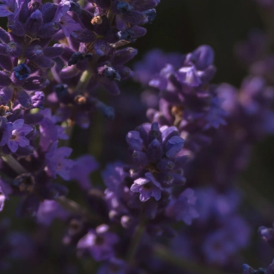 4---lavender_1200x1200