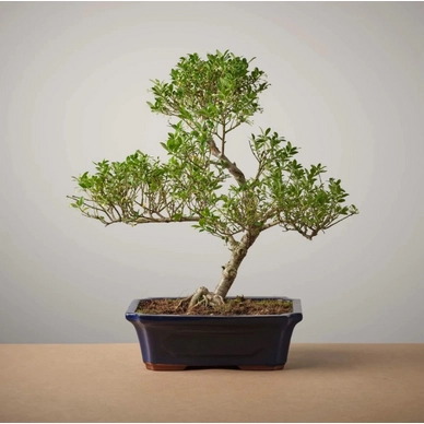 Bonsai of Wabi-Sabi