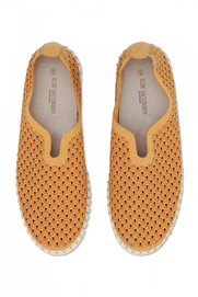 TULIP3373W_849_3