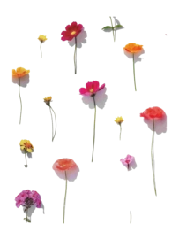 4---Bloom_2880x3840px_4-_no-bg