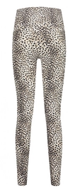 11---D4643_Cheetah_Back