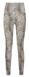 12---D4643_Cheetah_Front