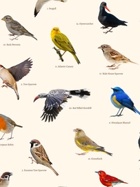 4---A4_sample_bird_watching