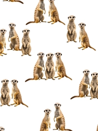 2---A4_sample_meerkats