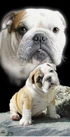 Serviette de Plage Bulldog L