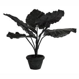 Kunstplant POLSPOTTEN Taro In Pot Black