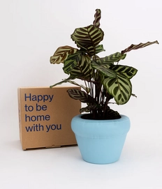 Home-Studyo-tableware-planter-sky-1200x1400px-2