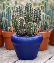 Home-Studyo-tableware-planter-indigo-1200x1400px-2