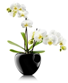 Pot de Fleurs Eva Solo avec Système d'Arrosage Orchid Black 17 cm