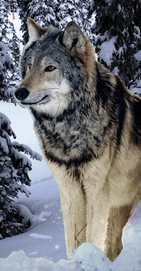 Serviette de Plage Loup XL