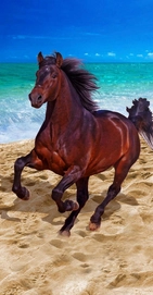 Strandtuch Pferd Strand XL