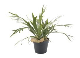 Kunstplant By-Boo Staghorn fern