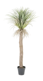 Plante Décorative By-Boo Wild Yucca Tree - Medium