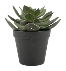 Kunstplant By-Boo Succulent Echeveria 2