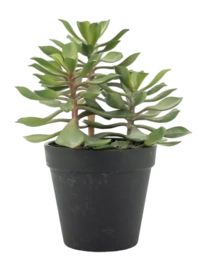 Artificial Plant By-Boo Succulent 3