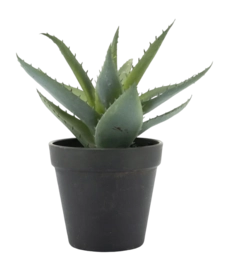 Artificial Plant By-Boo Agave - Small