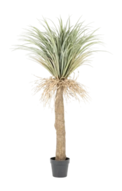 Plante Décorative By-Boo Wild Yucca Tree - Small