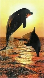 Serviette de Plage Dauphins Nuit XL