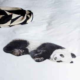 Lazy Panda Snurk srgb-7414