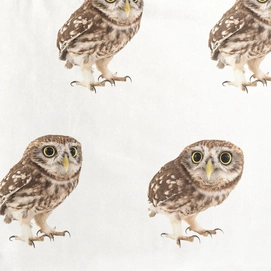 Night-Owl_3000px_sample
