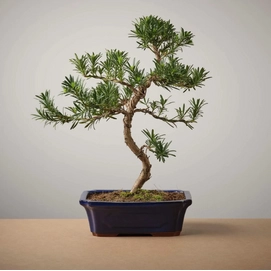 Bonsai of Akogare