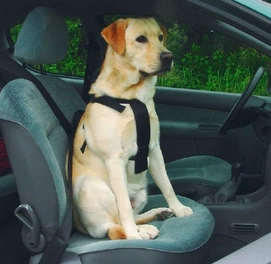 Veiligheidsharnas Beeztees Wandelen en Auto