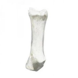 Calciumbeen Competition