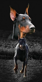 Strandtuch Dobermann XL
