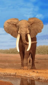 Strandtuch Elefant XL