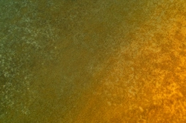 gasshoorange_1